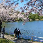 百大賞櫻勝地三溪園、日式婚禮體驗一次搞定