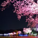 前進偕楽園、千波公園賞夜櫻,滿滿都是櫻花