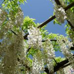 紫藤花物語大藤祭，足利花卉公園