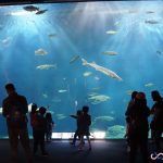 日本最大級！北海道千歲淡水魚水族館