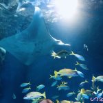 【日本東京】情侶必訪約會勝地 Maxell Aqua Park 品川水族館