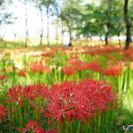 【秋日限定美景】琦玉縣日高巾著田的彼岸花海