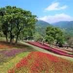 富良野花彩之秋,北投社三層崎公園花海|2020 春之單車小旅行