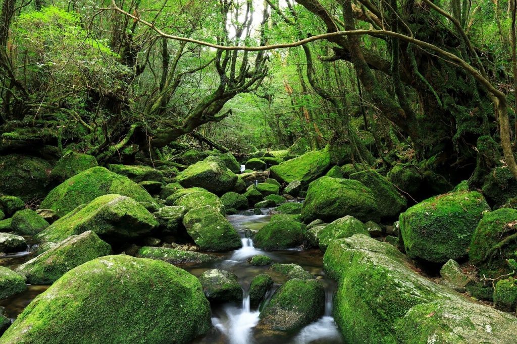 挑戰台灣百岳健走，同時參訪日本百大名山。
